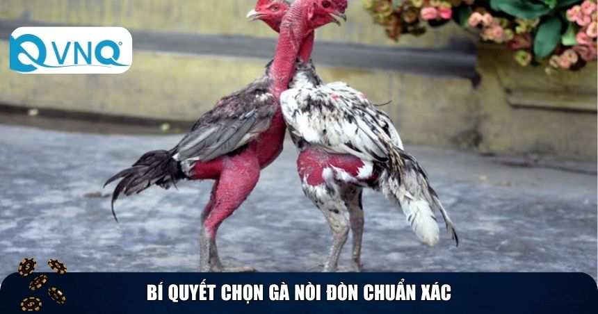 Bí quyết chọn gà nòi đòn chuẩn xác