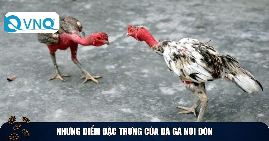 Những điểm đặc trưng của đá gà nòi đòn