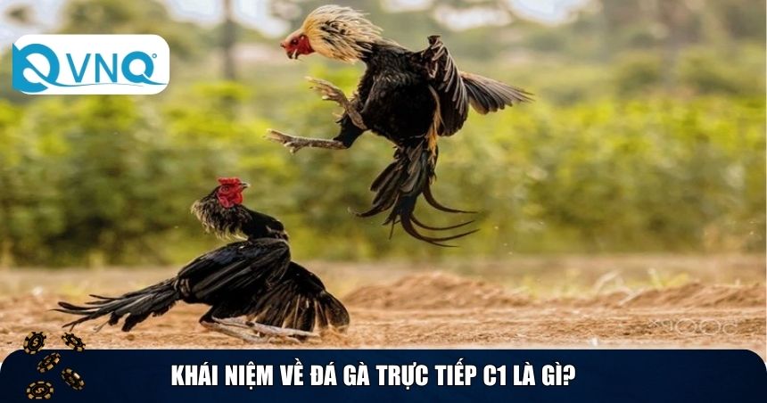 Khái niệm về đá gà trực tiếp C1 là gì?