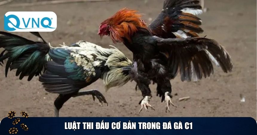 Luật thi đấu cơ bản trong đá gà C1