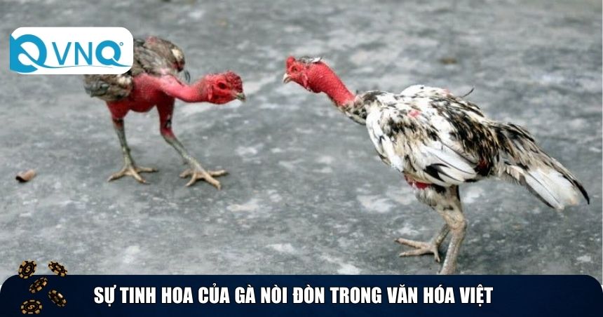 Sự tinh hoa của gà nòi đòn trong văn hóa Việt