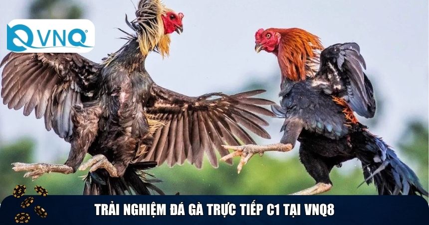 Trải nghiệm đá gà trực tiếp C1 tại VNQ8